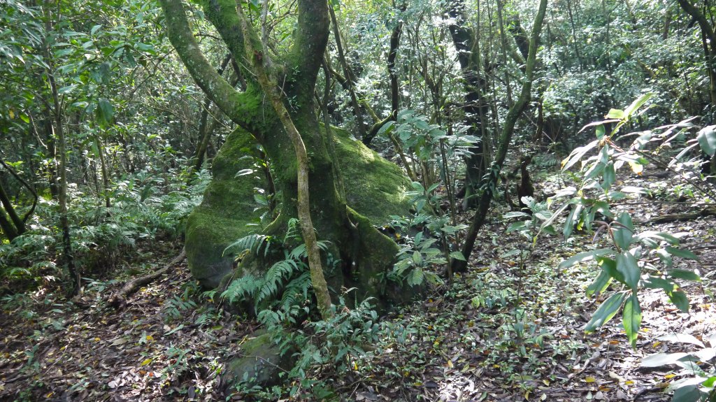 小觀音山登山健行趣(郊山)_1680143