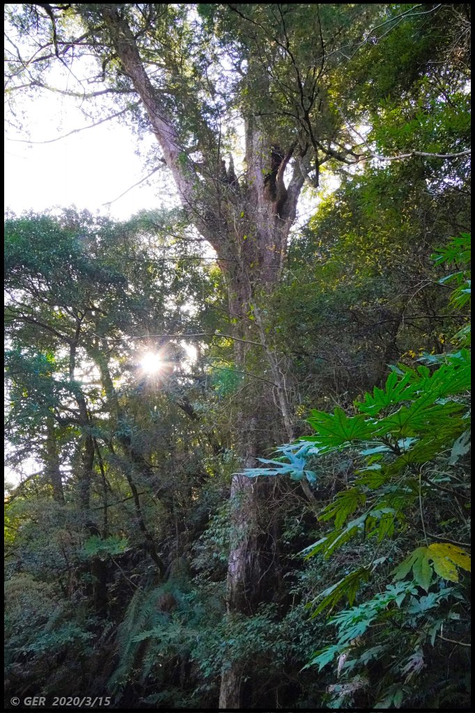 全台最大的紅檜森林 ~ 拉拉山巨木群_885523
