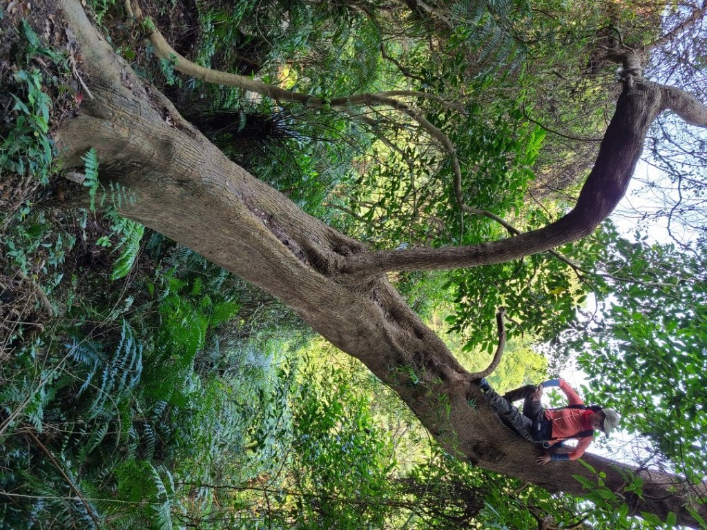 灣潭山和美山O型小走走_1279205