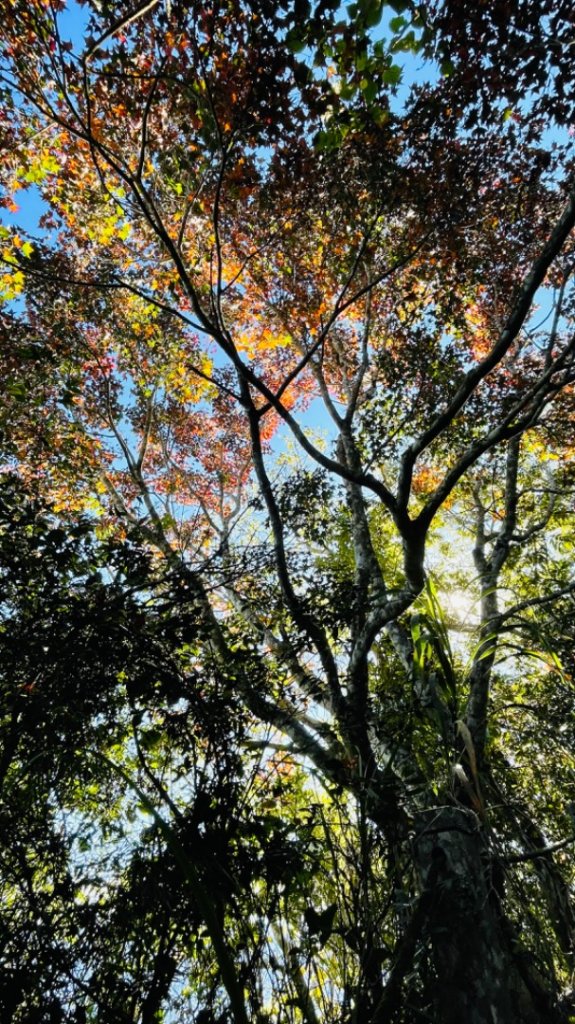 1101119馬那邦山.細道邦山_1519521