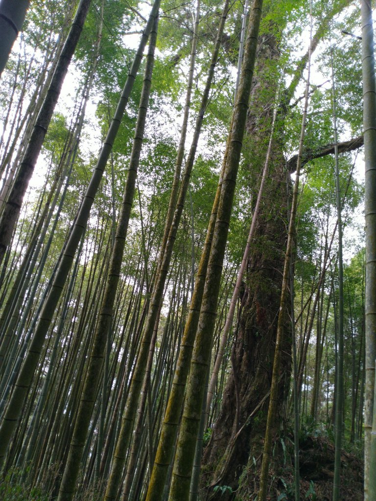 2023-03-04 奮起湖奮起步道_2057742