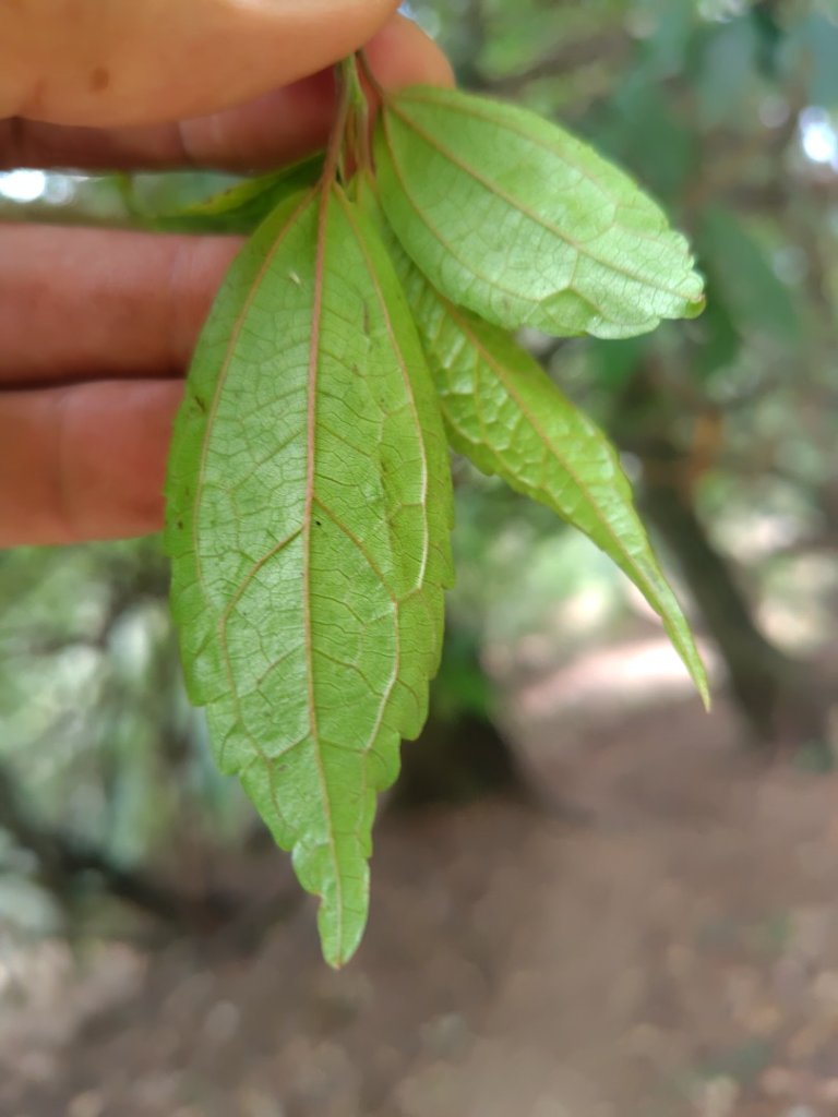 東埔走八通關古道訪龍貓公車繞對關山O型_2962855