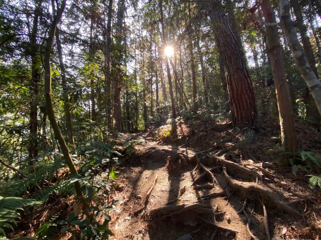 唐麻丹山-松鶴上三角點O型回松鶴_2378368