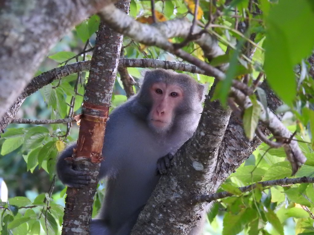 20220828佐倉、撒固兒_1823124