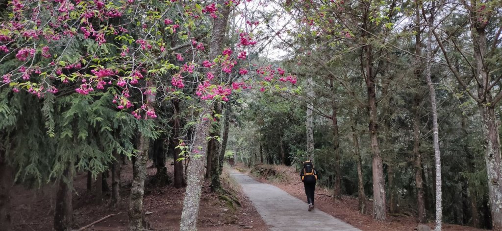 百岳~武陵四秀(池有、桃山、品田、喀拉業_1034749