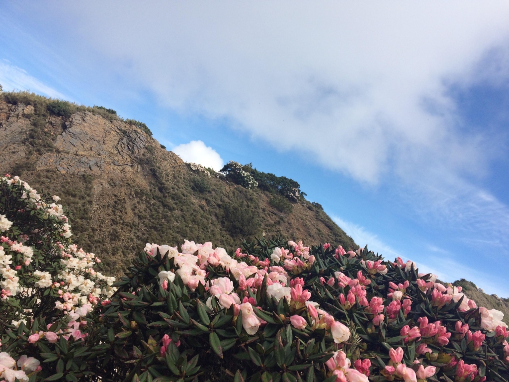 合歡山北峰-小溪營地_50297