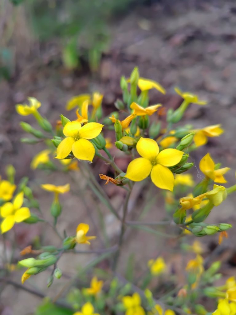 大棟山系南段 水利古道西口 上 竹高崙山 連走 鳥子嶺 坑仔內山 大崖山 下 龍目井農場_2953110