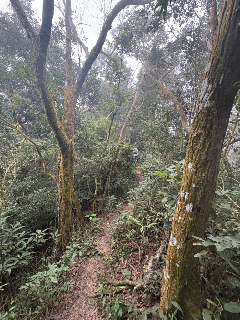 20251109棚集山步道_2935300