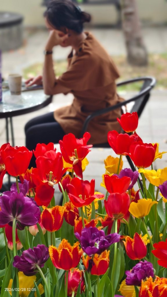 #士林官邸 #鬱金香 #中正紀念堂 #大漁櫻 2/28_3007954