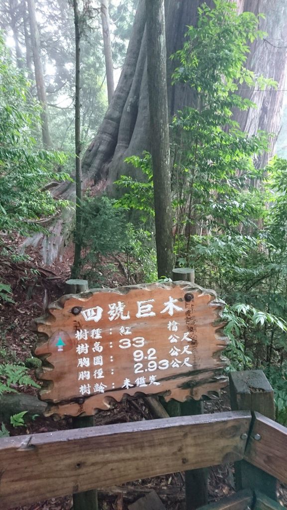 20180618 檜山巨木森林步道_353603