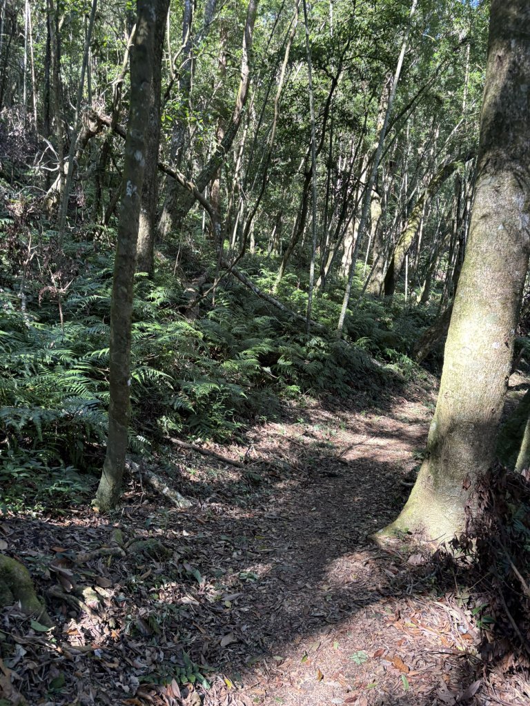 20251221嘉南雲峰、石壁山登山步道_2968163