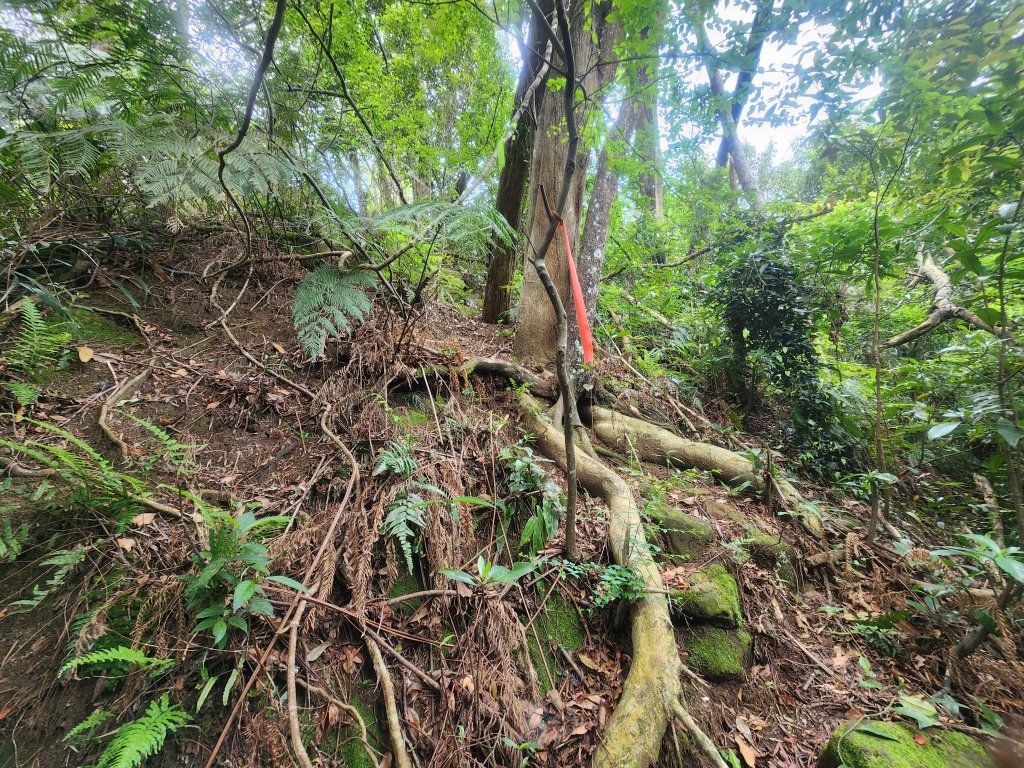 20250419蕩跋山劉家界山老社寮山新富山_2936221