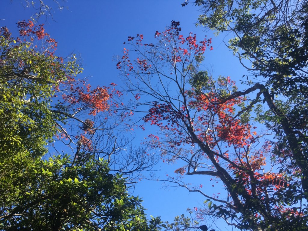 馬那邦山楓紅、細道邦山石壁_1963232
