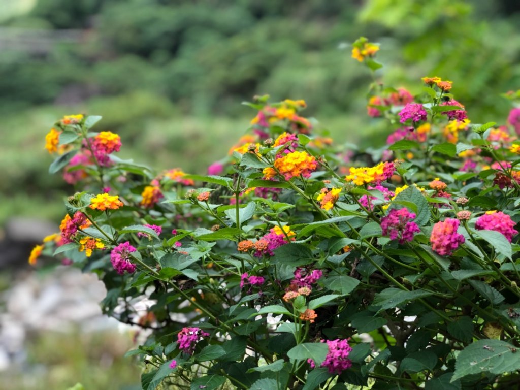 達娜伊谷走里美避難歩道、巨石坂步道_690841