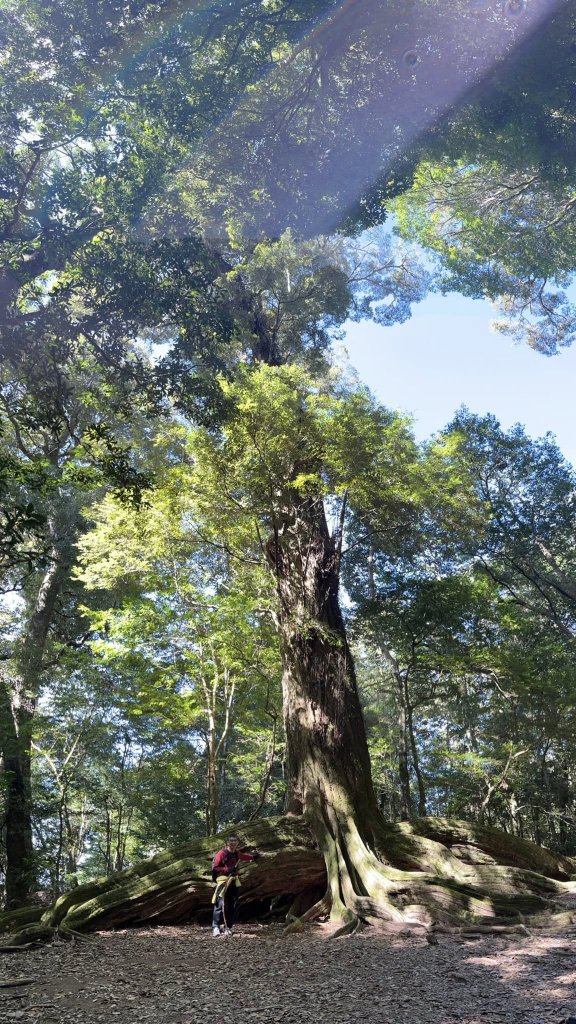 雪見大板根_2959279