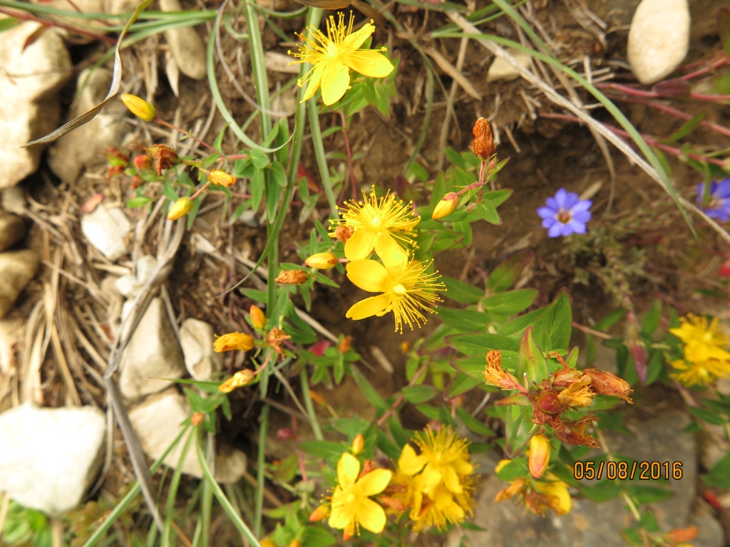 雪山行 20160805-06_56290