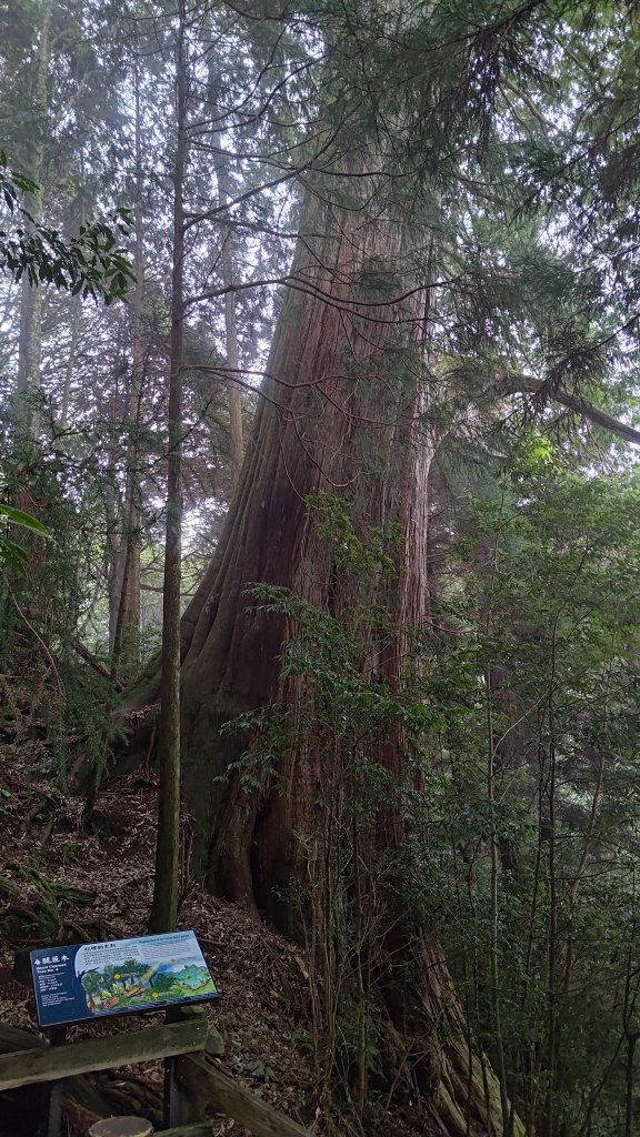 檜山巨木群_2917997
