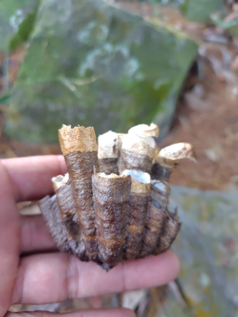 唐麻丹山 蝴蝶谷_2918790