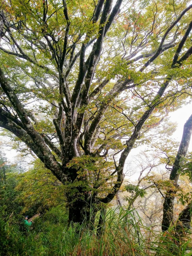 一年一度的饗宴～浪漫金黃之秋山毛櫸_1145997