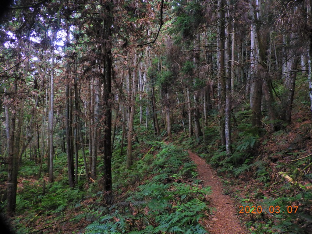 新竹 五峰 民都有山(面托油山)_869226
