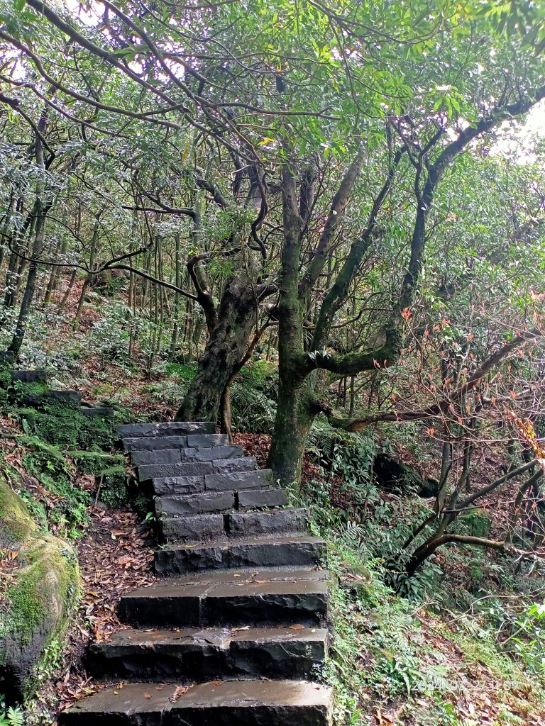 【臺北大縱走 3】冷水坑→七星山東峰→冷擎步道→牛奶湖→菁山吊橋_2468559