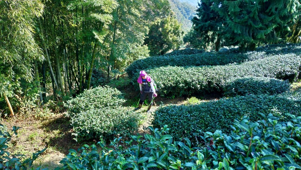 【舊武界山】→埔里六秀_1234454