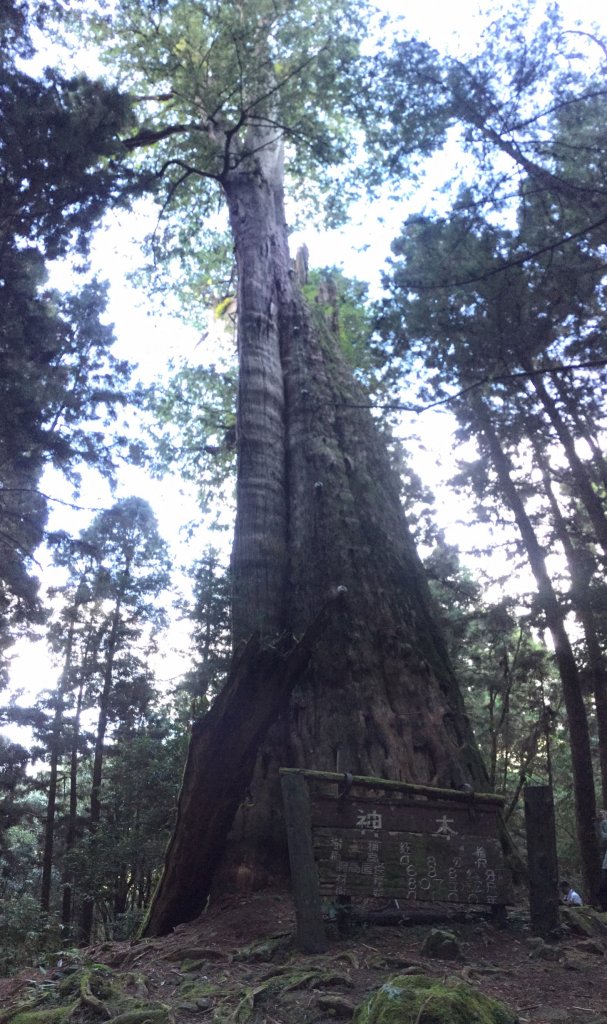 水樣森林 第一次在山裡過夜_658981