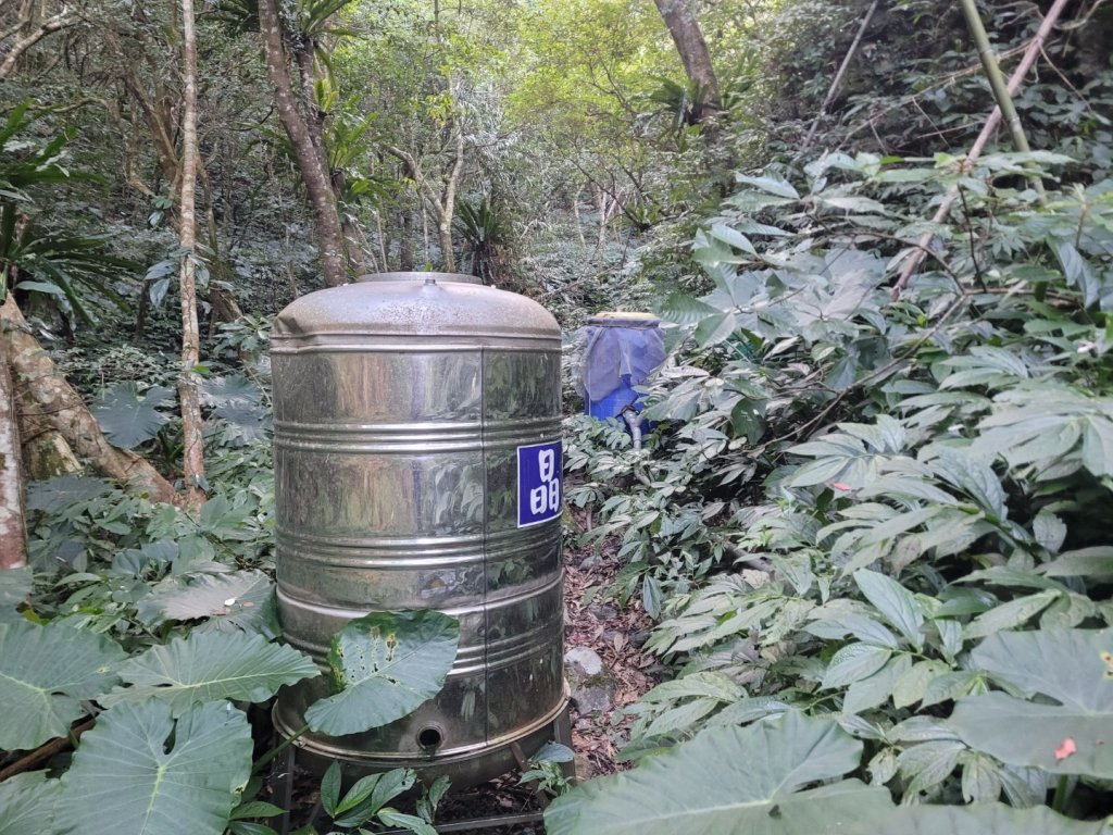 20231118 南插天山 魯培山 山毛櫸秘境_2355560