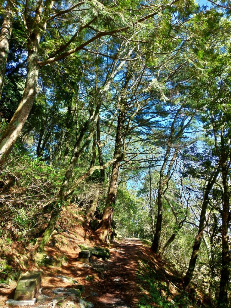 檜山巨木群步道_1662830