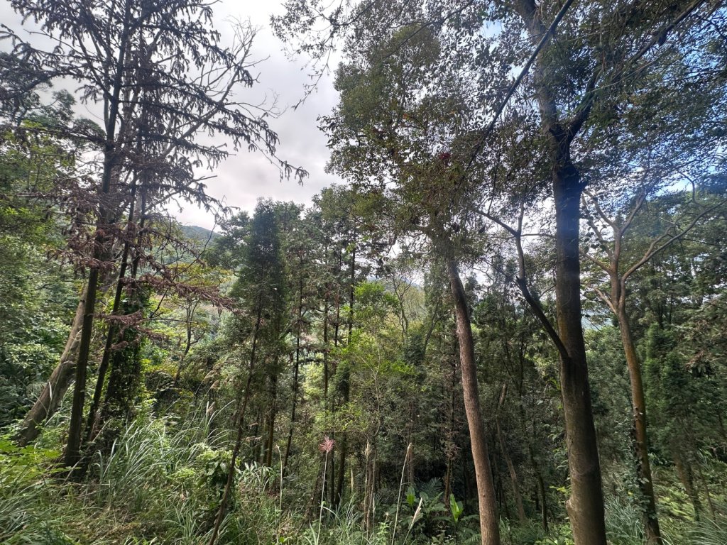 墩子銃古道_2664581