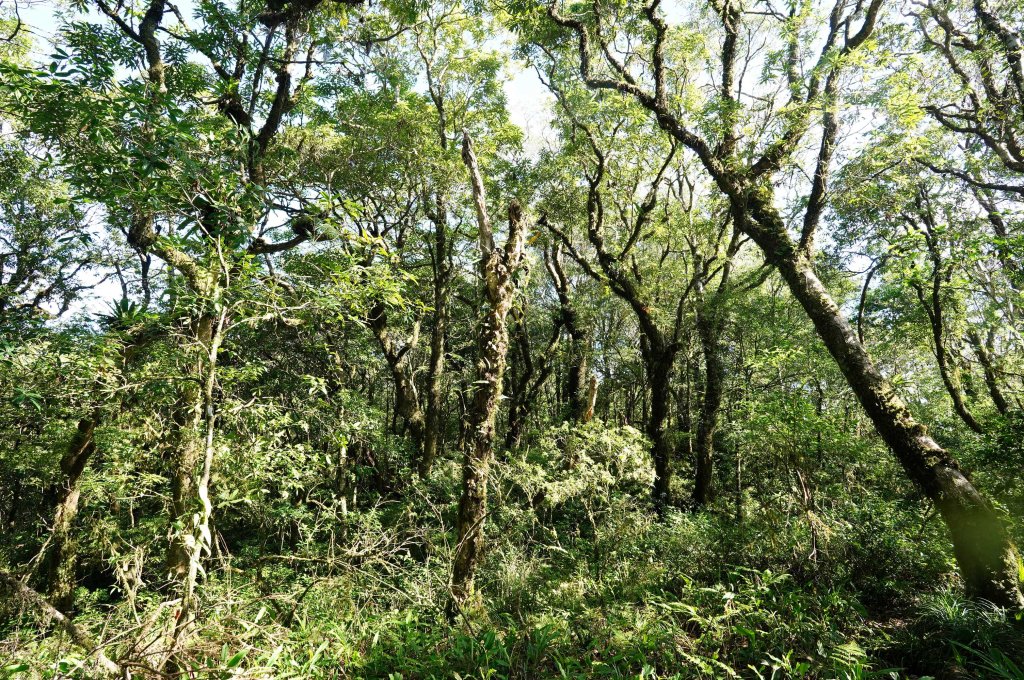 新北 烏來 阿玉山_2824057