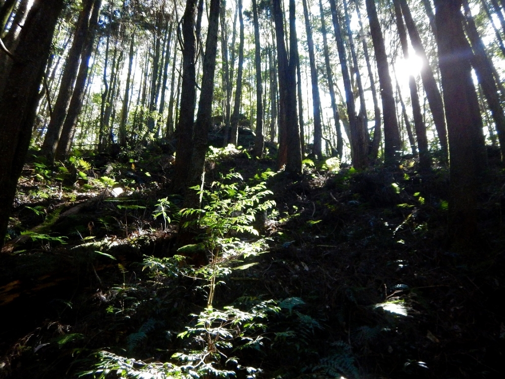 1051210谷關七雄-馬崙山_77274