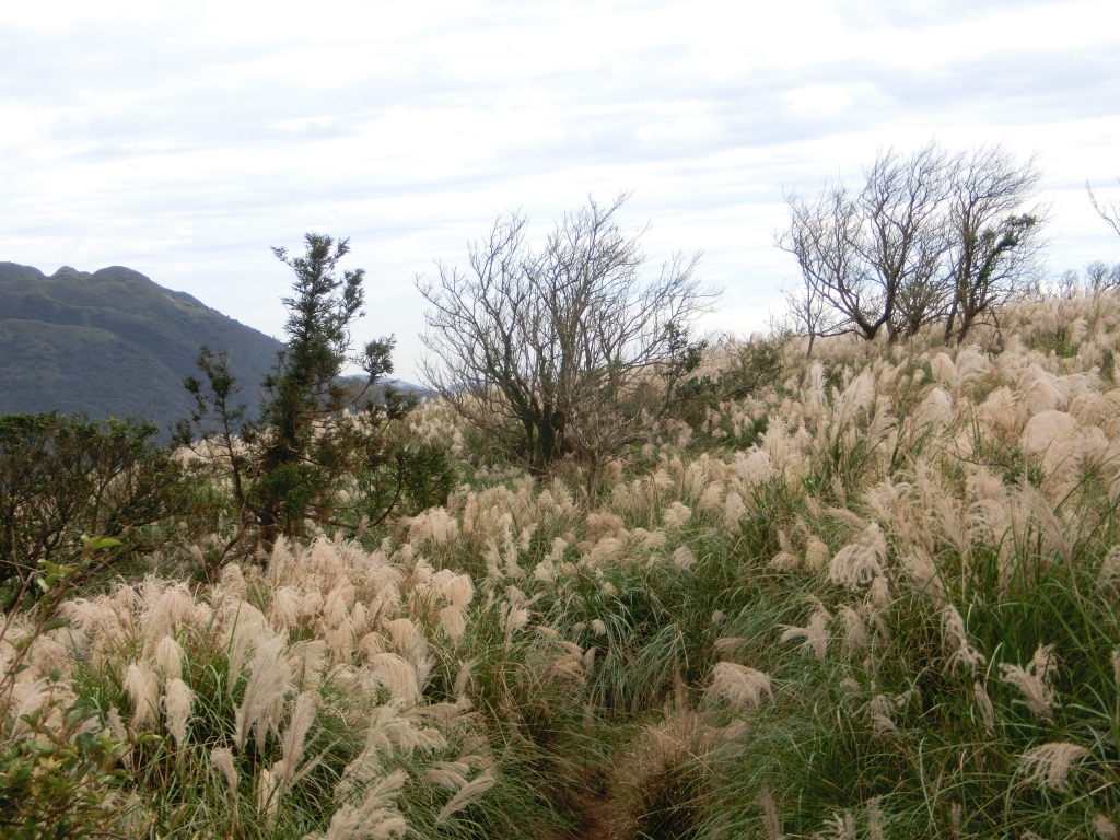 大屯山西峰．南峰．大屯坪_94814