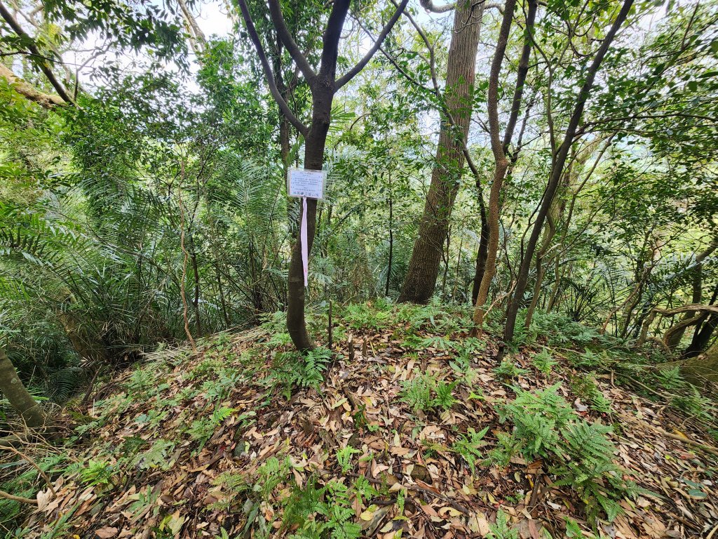 20250309高甫山彩和山大庭頂山金山O型_2769666