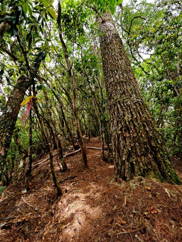 卡拉寶山-小百岳#86-花蓮縣秀林鄉_2796163