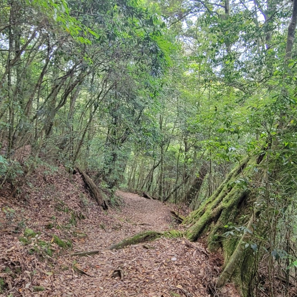 大雪山森林遊樂區森林浴步道_2543595