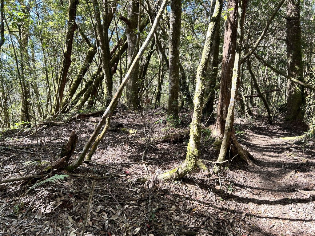 金柑樹山_2662679