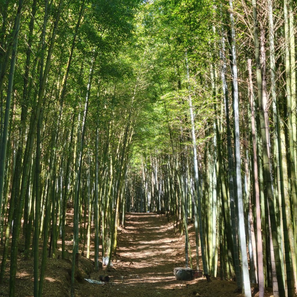 溪頭鳳凰山隆田線（小百岳）封面圖