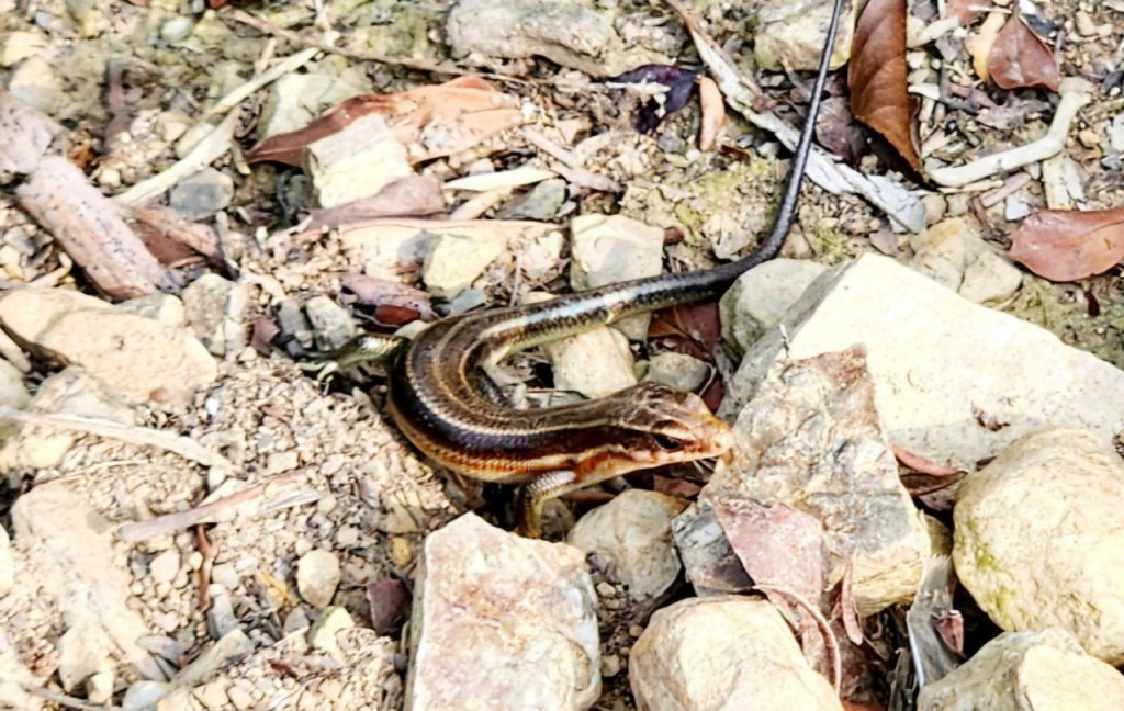 【中級山縱走】志繼山，東眼山，拉卡山，卡外山，東滿步道_2742556