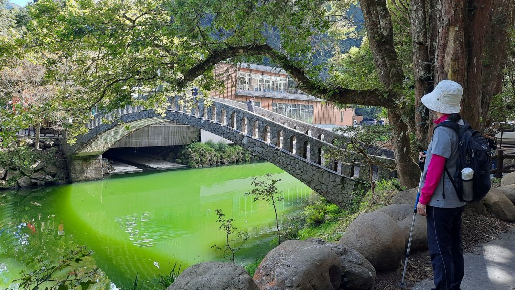 《南投》銀杏湖｜杉林溪青龍瀑布越嶺古道燕庵步道20221015_1880000