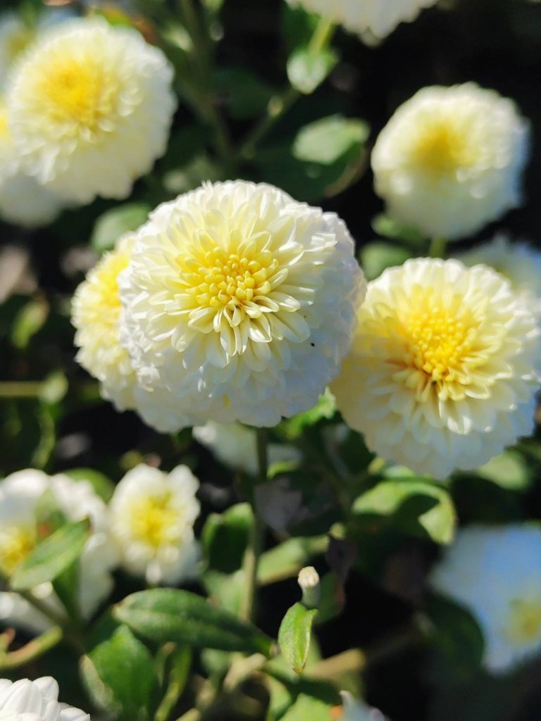 三義三通嶺-銅鑼杭菊（古道巡禮類環島小探險近25K）封面圖
