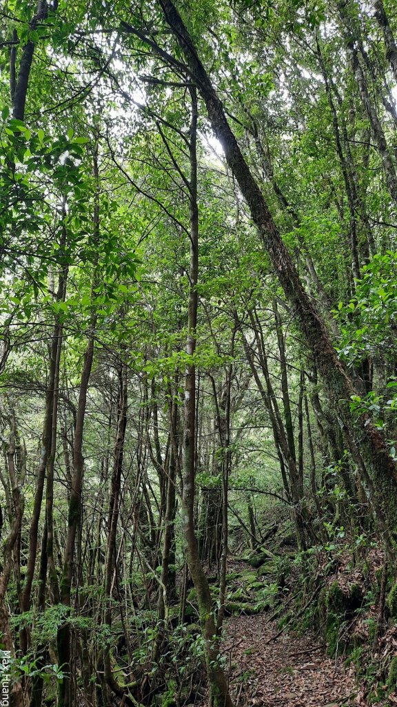 《台中》水晶蘭鹿膠角｜大雪山木馬道及森林浴步道O繞20230701_2201935