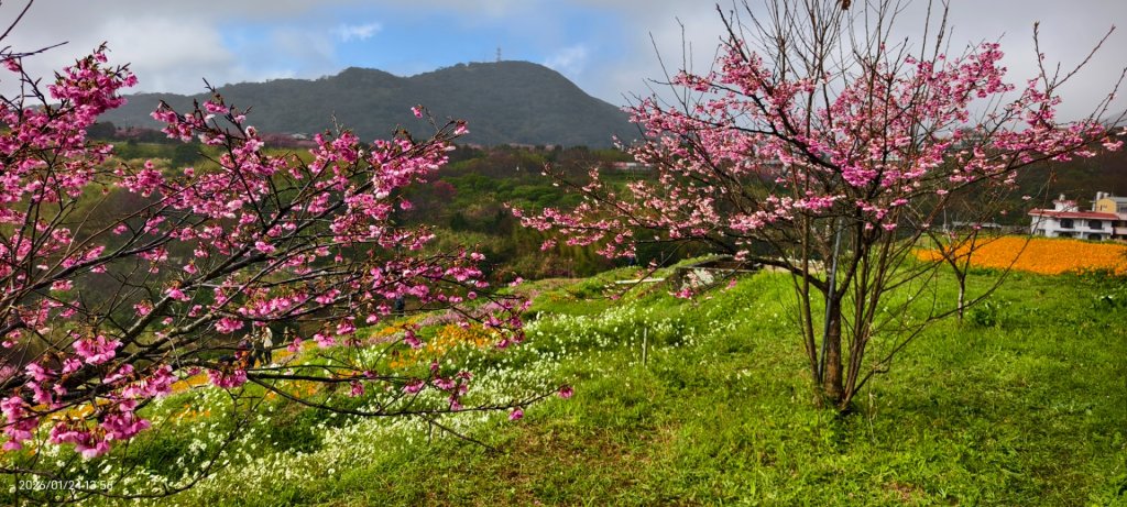 #平菁街 #鵝尾山梯田 #廣佑聖王廟 #寒櫻巷 #夕陽 1/24&25_2987010