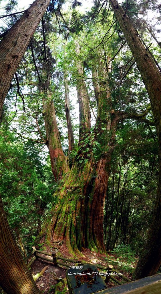 【新竹】觀霧森林遊樂區：檜山巨木群步道_2397394