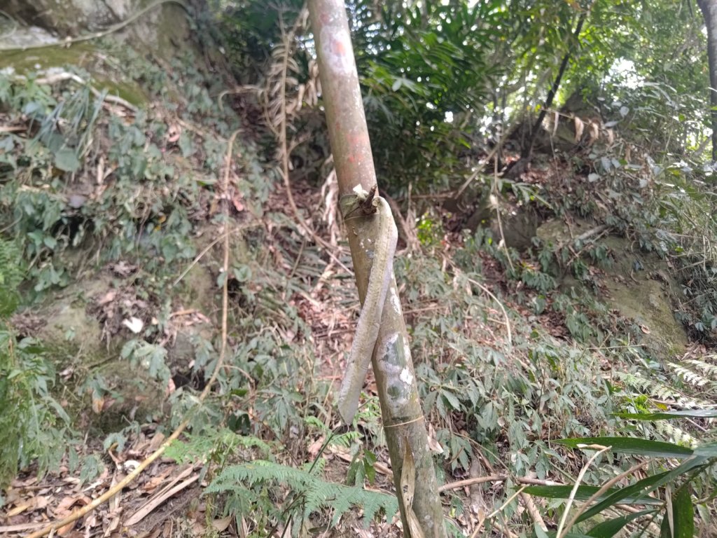 大埔頂坪林_2470090