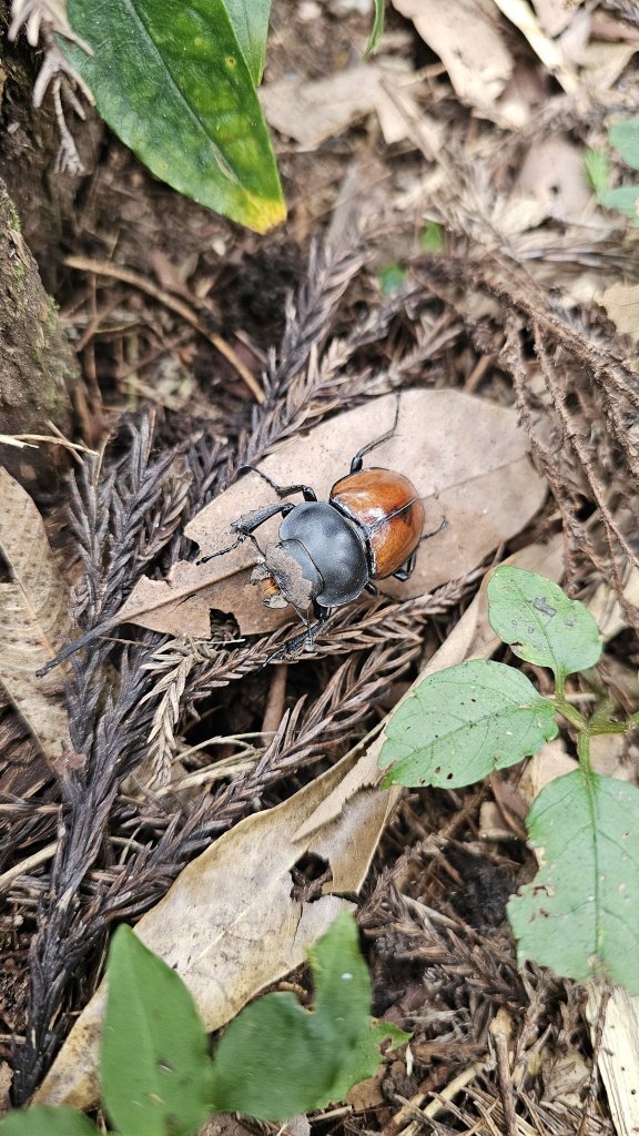 【四大天王山O型縱走未竟之旅：封山中的靜謐與省思】解鎖嘉義竹崎四大天王山、知鳥山。_2929887