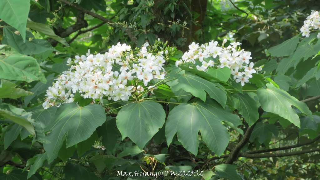 《苗栗》桐花茶園｜四月雪小徑登慈濟山三義山20250427_2771272