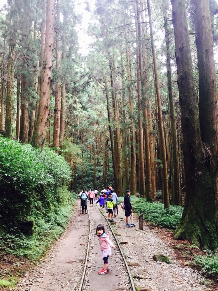 180812貓仔們之特富野古道健行_385570