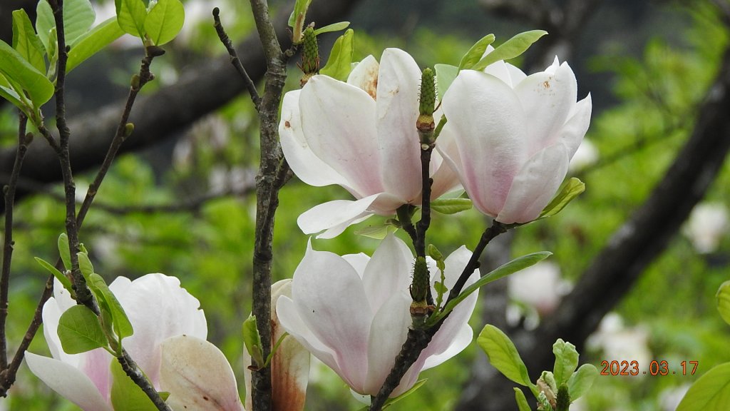 追花是簡單的快樂，賞花是恬淡的幸福。3/17_2073499