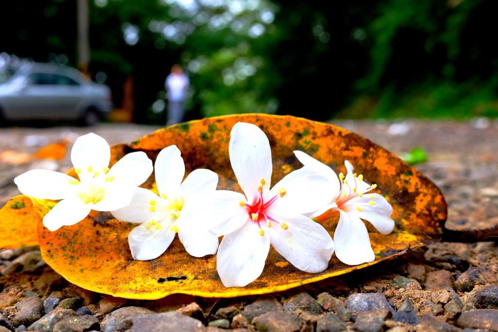 浪漫桐花步道..大溪大艽芎古道_124871